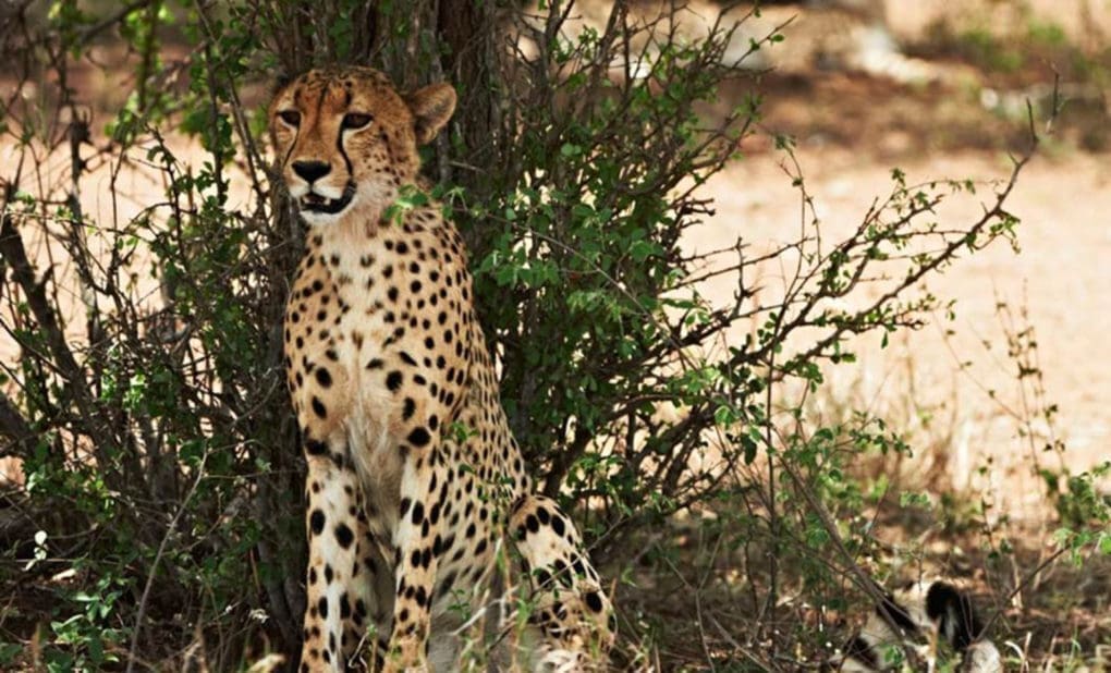 KKTWW Singita Lebombo