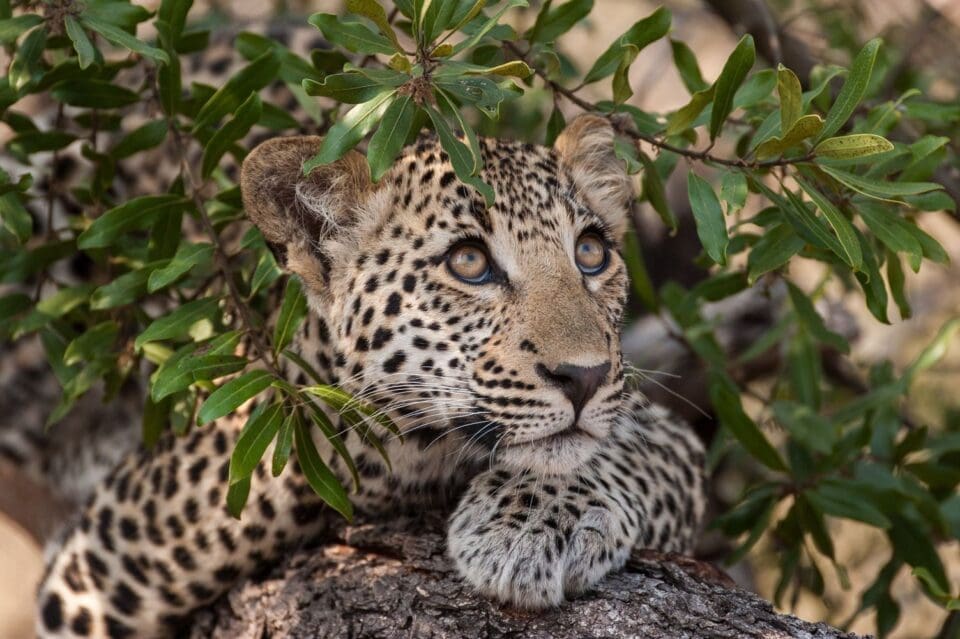 KKTWW South Africa
