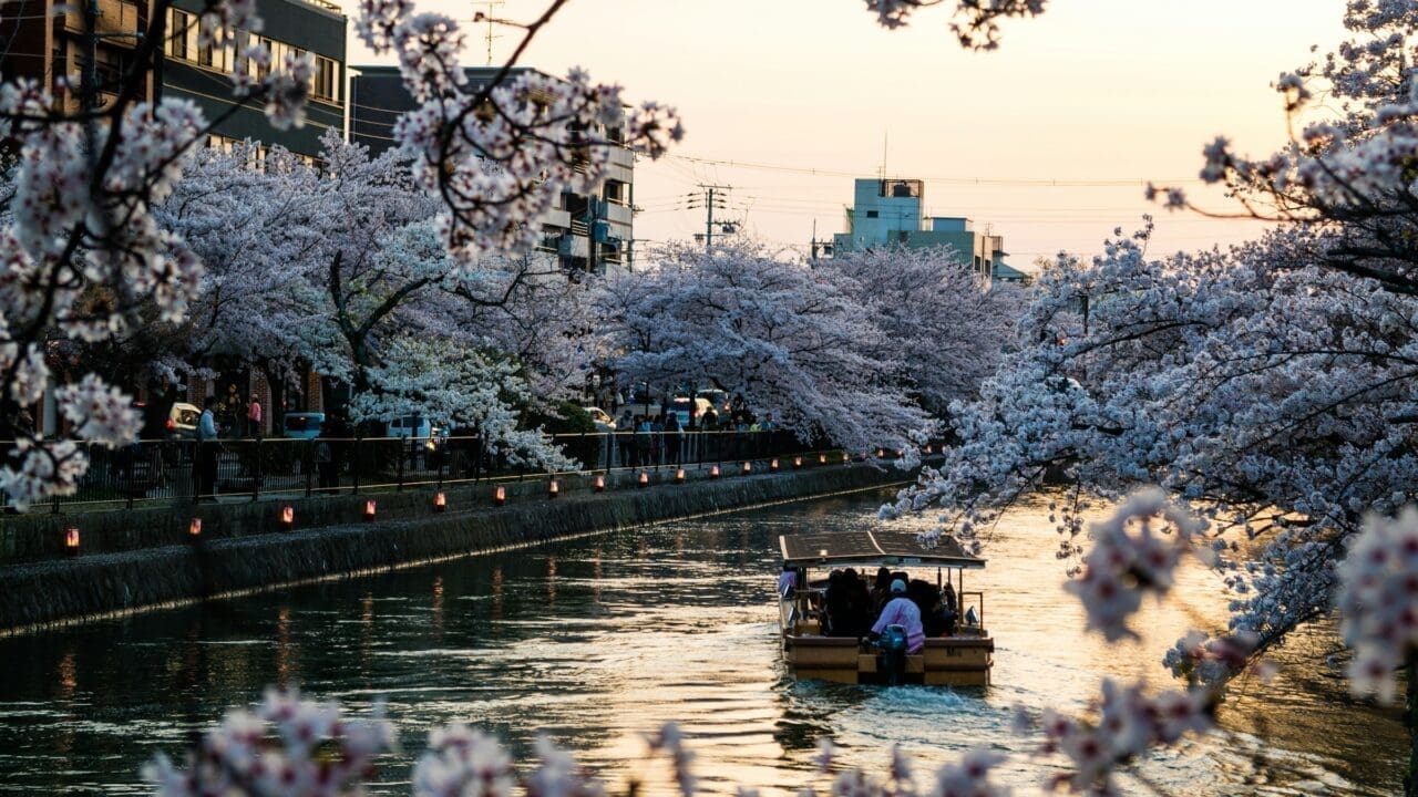 kyoto sakura
