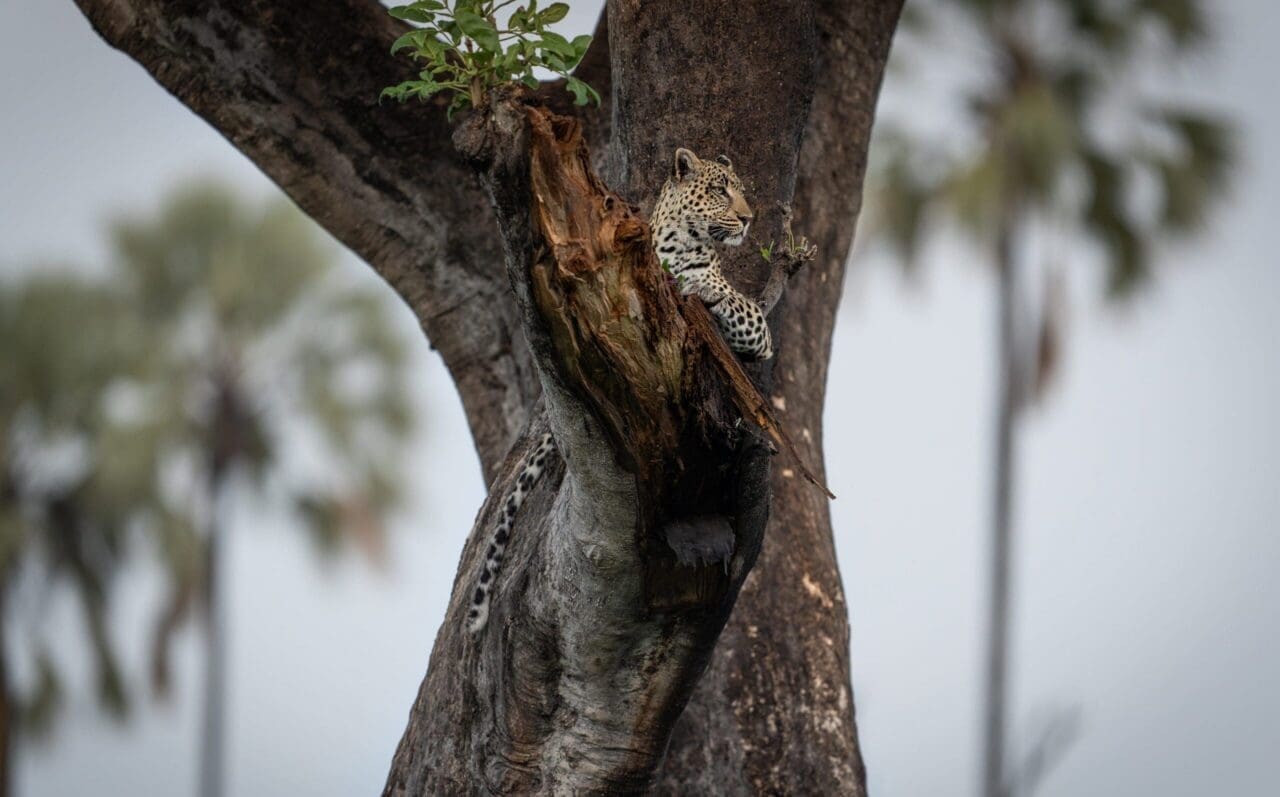 KKTWW Singita Elela